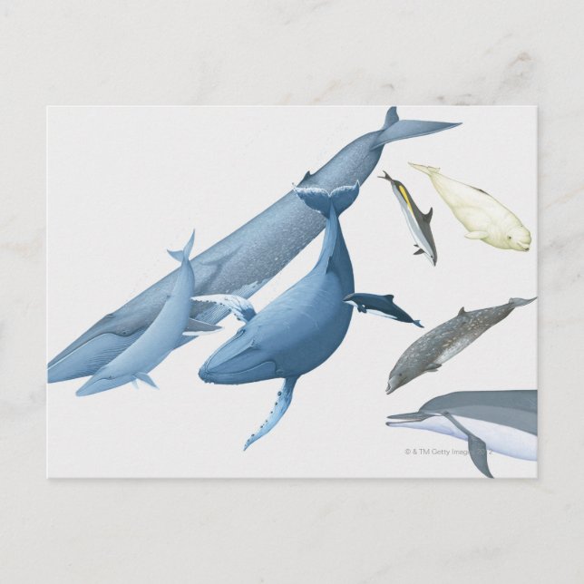 Whales Postcard (Front)