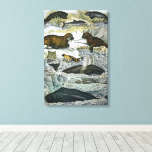 Whales, Seals and Walruses, Vintage Marine Animals Canvas Print