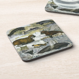 Whales, Seals and Walruses, Vintage Marine Animals Coaster