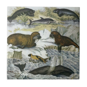 Whales, Seals and Walruses, Vintage Marine Animals Tile