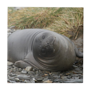 Whassup? Seal Tile