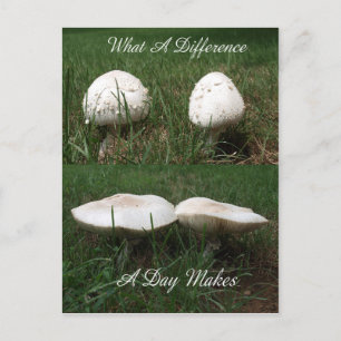 What A Difference A Day Makes Postcard