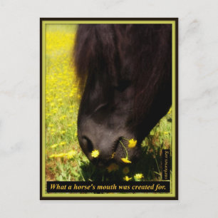 What a horse's mouth was created for postcard