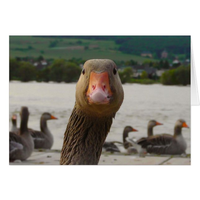 What Are You Looking At? (Goose Funny Face) (Front Horizontal)