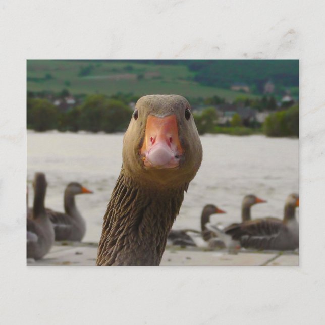 What Are You Looking At? (Goose Funny Face) Postcard (Front)