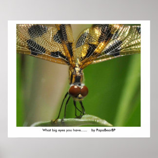 What big eyes you have...... ... poster