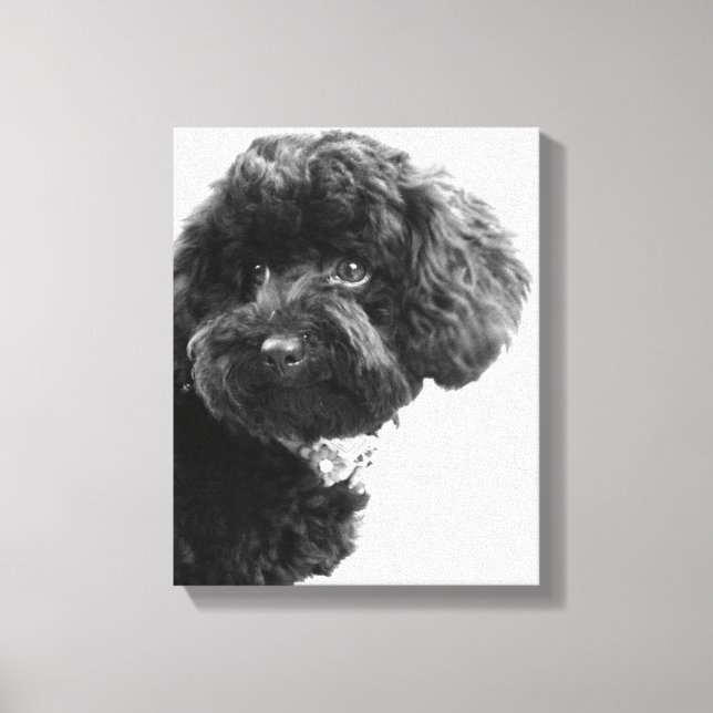 What? / Black Toy Poodle in B&W Photography Canvas Print (Front)