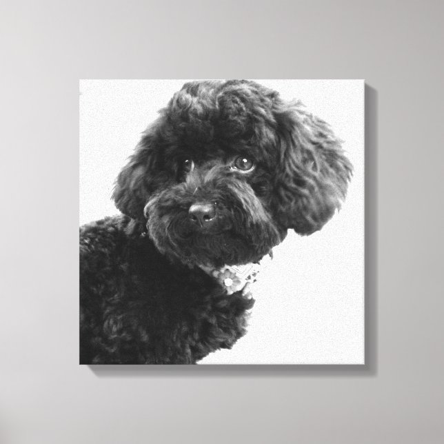 What? / Black Toy Poodle in B&W Photography Canvas Print (Front)