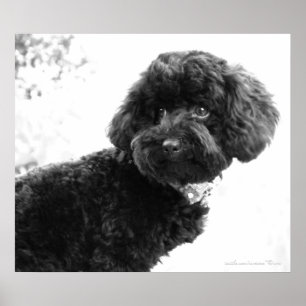What? / Black Toy Poodle in B&W Print