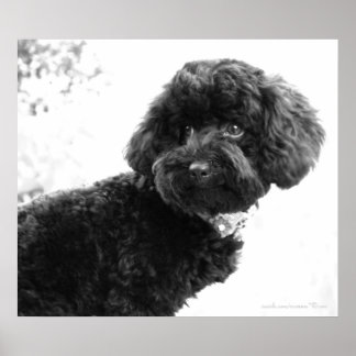 What? / Black Toy Poodle in B&W Print