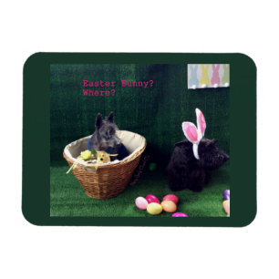 What Bunny Magnet