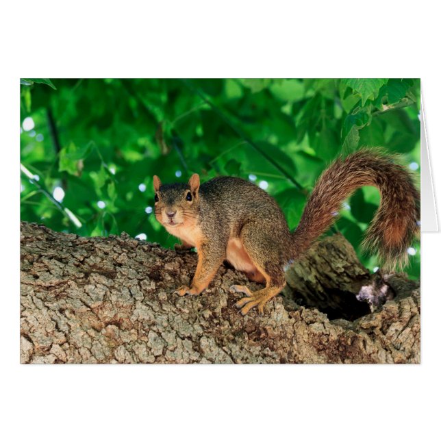 What? (colour) (Front Horizontal)