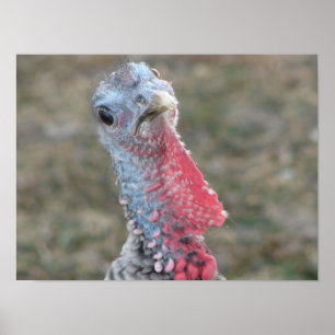What?  Confused Turkey Poster