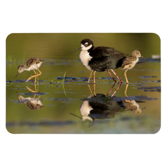 What cute chicks  magnet (Horizontal)