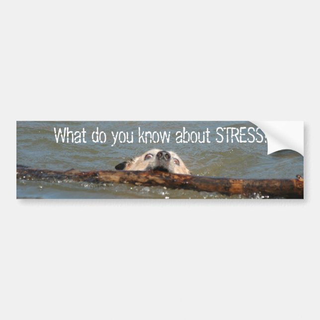 What do you know about STRESS? Bumper Sticker (Front)