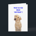 What do you mean"birthday"? card<br><div class="desc">On the front Moses tilting his head and the text: "What do you mean "birthday"? Inside is a Lab party and text: "This calls for a celebration!  HAPPY BIRTHDAY!"  You can customise any of the text,  fonts,  and colours of the fonts.</div>