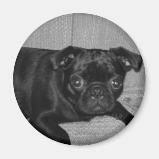 What? I didn`t do it! Magnet