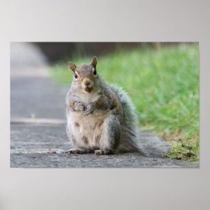 "What, I'm Pregnant!" Female Squirrel Poster