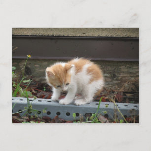 "What is down there?" Postcard