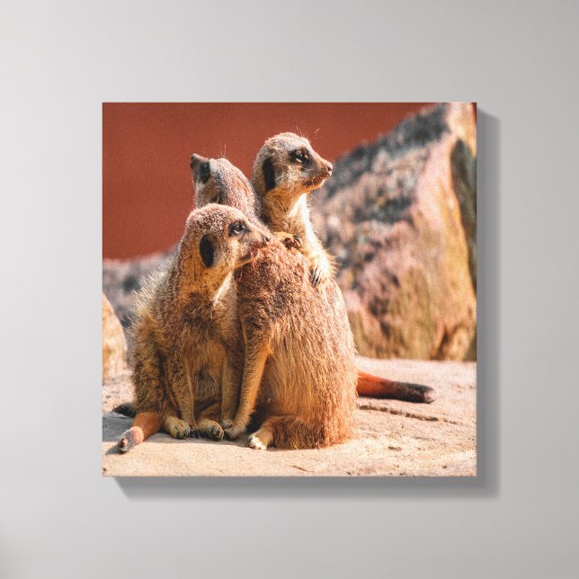 What Is That Meerkats Canvas Print (Front)