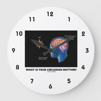 What Is Your Circadian Rhythm? Large Clock