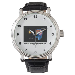 What Is Your Circadian Rhythm? Watch