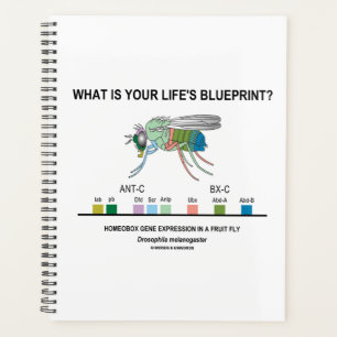 What Is Your Life's Blueprint? Drosophila Biology Planner