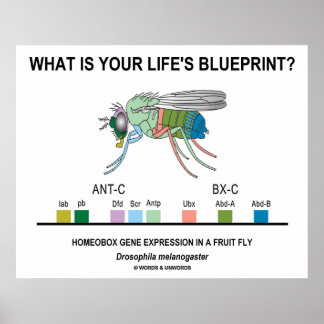 What Is Your Life's Blueprint? (Gene Expression) Poster