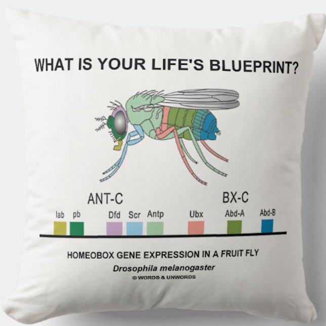 What Is Your Life's Blueprint? (Homeobox Genes) Cushion (Throw pillow featuring the Hox genes of the fruit fly along with the existential biological query)