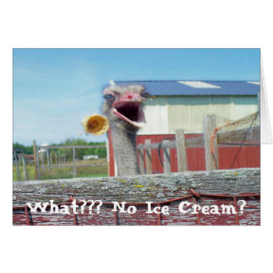 What No Ice Cream - Ostrich Farm
