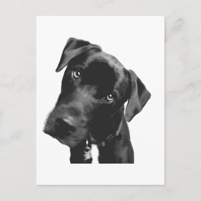 What? Postcard (Front)