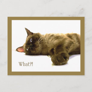 What?! Postcard