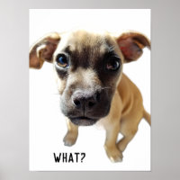 What Says Chihuahua Pug Cute Adorable Precious Dog