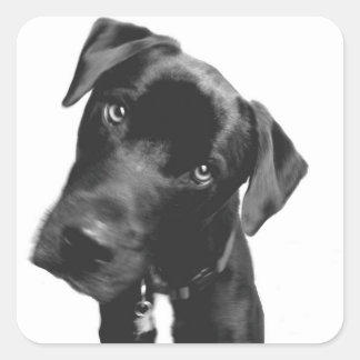 What Square Sticker