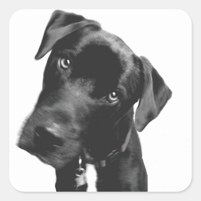 What Square Sticker (Front)