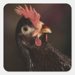 What? Square Sticker