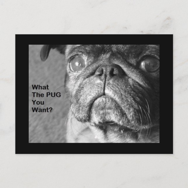 What The Pug Postcard (Front)