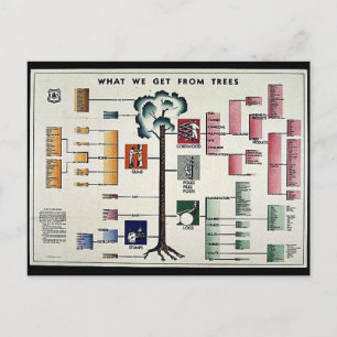 What We Get From Trees Postcard