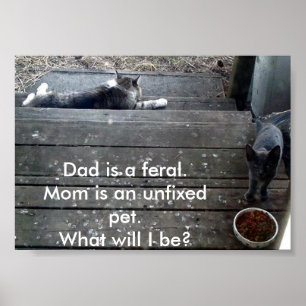 "What will I be?" feral kitten poster