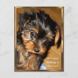 What you hiding? Customisable Postcard