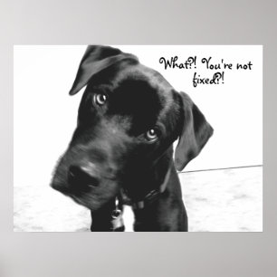 What?! You're not, fixed?! Poster