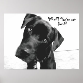 What?! You're not, fixed?! Poster