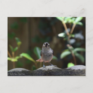 Whatcha Doin Postcard