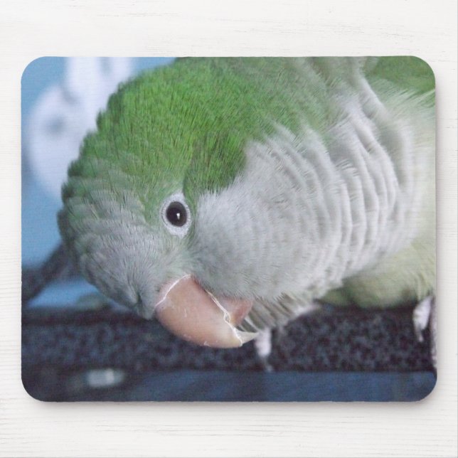 Whatcha Doin'? Quaker Parakeet Mouse Mat (Front)