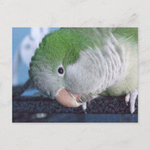 Whatcha Doin'? Quaker Parakeet Postcard