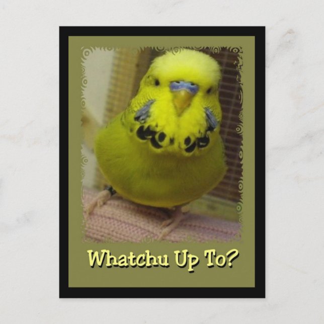 Whatchu Up To? Postcard (Front)