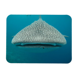 Whate Shark Front VIew Magnet