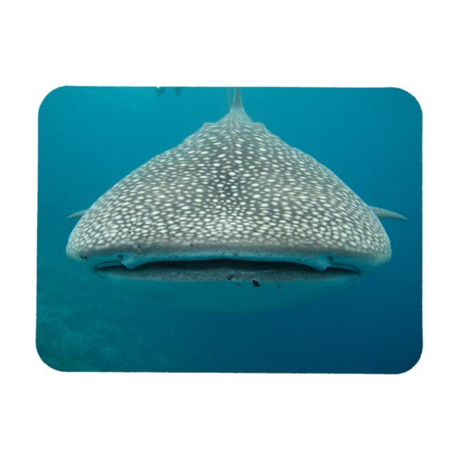 Whate Shark Front VIew Magnet (Horizontal)