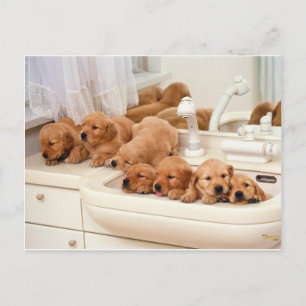 What's A Bath? Cute Puppies Discover BathTime Postcard
