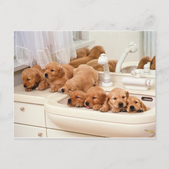 What's A Bath? Cute Puppies Discover BathTime Postcard (Front)